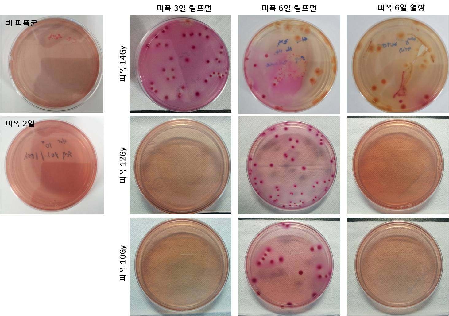 피폭 선량별 Bacterial translocation test