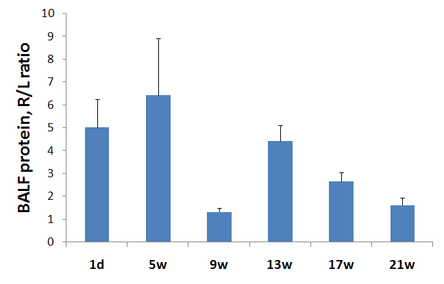 BALF 단백질 농도 변화