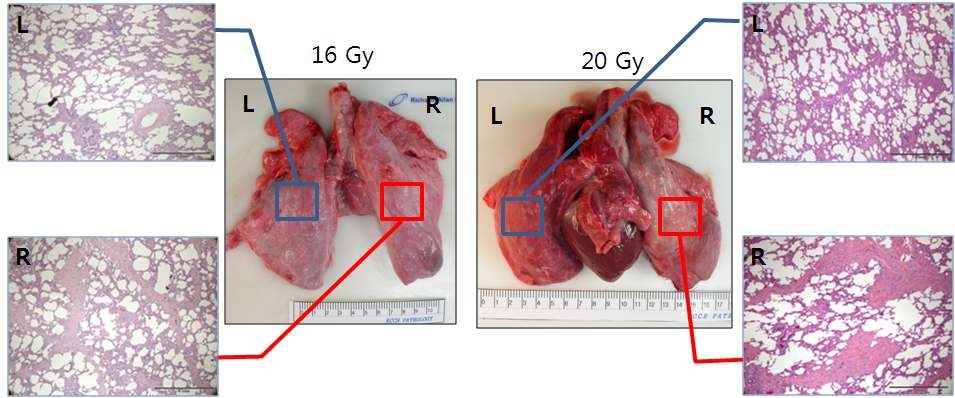 방사선 폐손상 미니돼지 모델에서의 30주차 부검