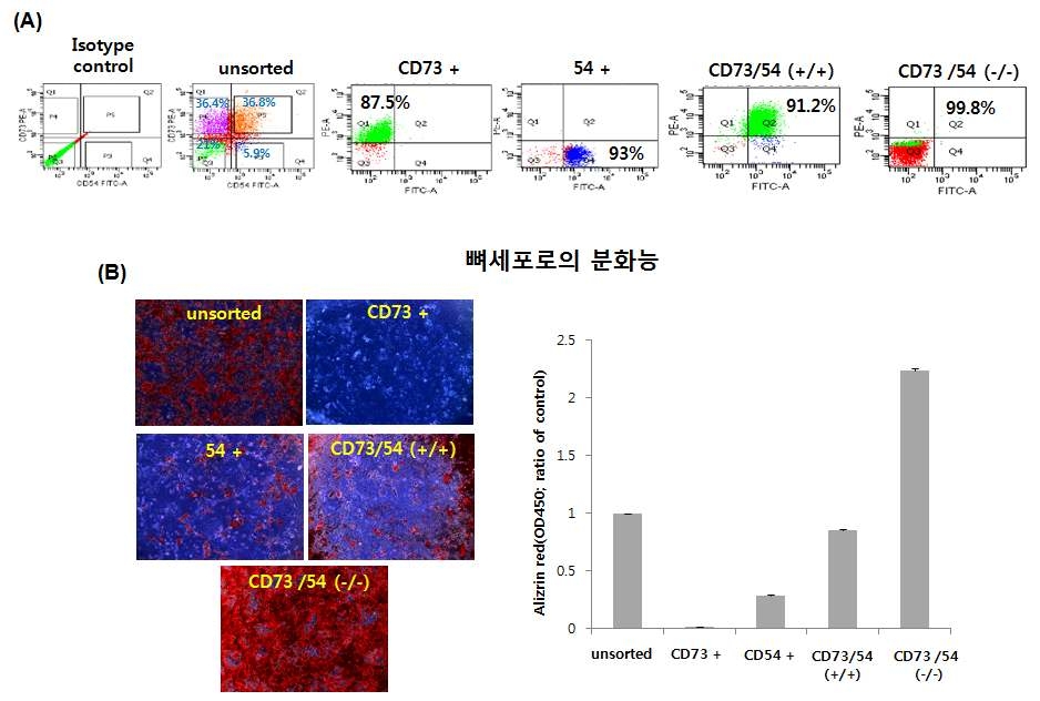 후보 표적표지자 (CD73 또는 CD54) 발현 세포에서 지방세포 및 뼈세포로 분화