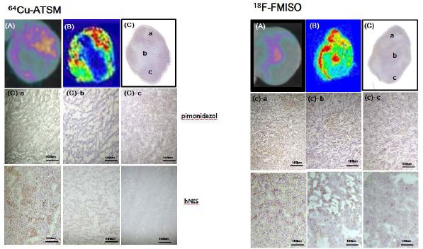 18F-FMISO와 64Cu-ATSM의 지연영상과 Autoradiography, 면역조직화학염색의 비교.