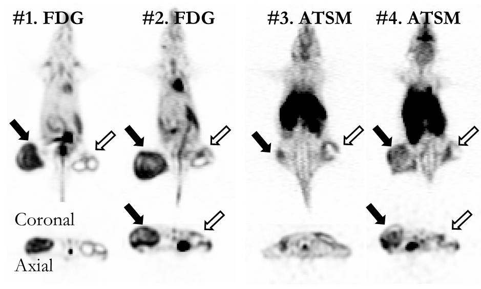 Murine CT26 colon cancer cell line을 right leg에 seeding (black arrow), left leg에는 turpentine injection(open arrow)후 imaging함.