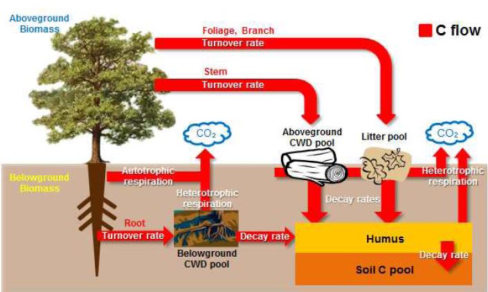 한국형 산림토양탄소모델의 탄소 저장고 및 주요기작