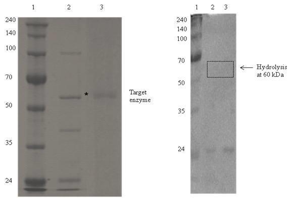 (A) SDS PAGE of the purified esterase from the mushroom Sparassis crispa Molecular mass of S. crispa esterase by SDS-PAGE: Lane 1, Marker; Lane 2, Esterase purified by DEAE–Sepharose column chromatography; Lane 3, Purified esterase by Sephadex G-75.(B) Zymogram-TBN after SDS-PAGE: Lane 1 and 2, hydrolytic activities at 65 kDa.