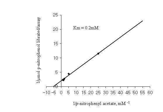Determination of Km and Vmax by a Lineweaver Burk plot for the S. crispa esterase enzyme with p-nitrophenyl acetate as a substrate.