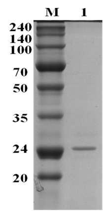 SDS-PAGE of purified lectin protein. Lectin was analyzed by SDS-PAGE on a 15% separating gel with Coomassie brilliant blue G-250 staining. Lane M: molecular size marker, Lane 1: the purified protein from Sephadex G-75 gel filtration column.