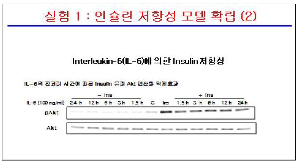 IL-6의 전처리 시간에 따른 insulin 유래 Akt 인산화 억제효과.