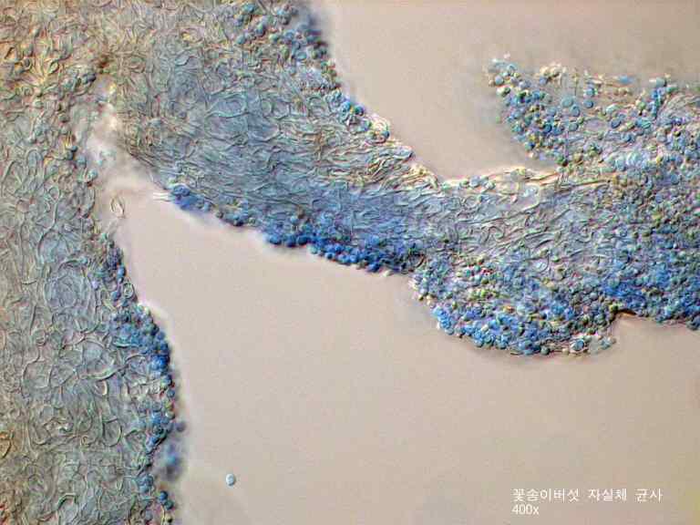 The mycelia of fruit-body using optical microscope