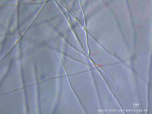 The connecting of clamp and growth of mycelia in PDA media usinginverted microscope