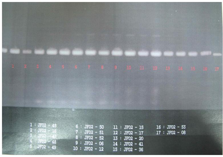 A garose gel electrophoresis patterns of PCR amplified ITS1 and ITS4 geneof Lentinula edodes spp.. M: 100 bp DNA ladder.