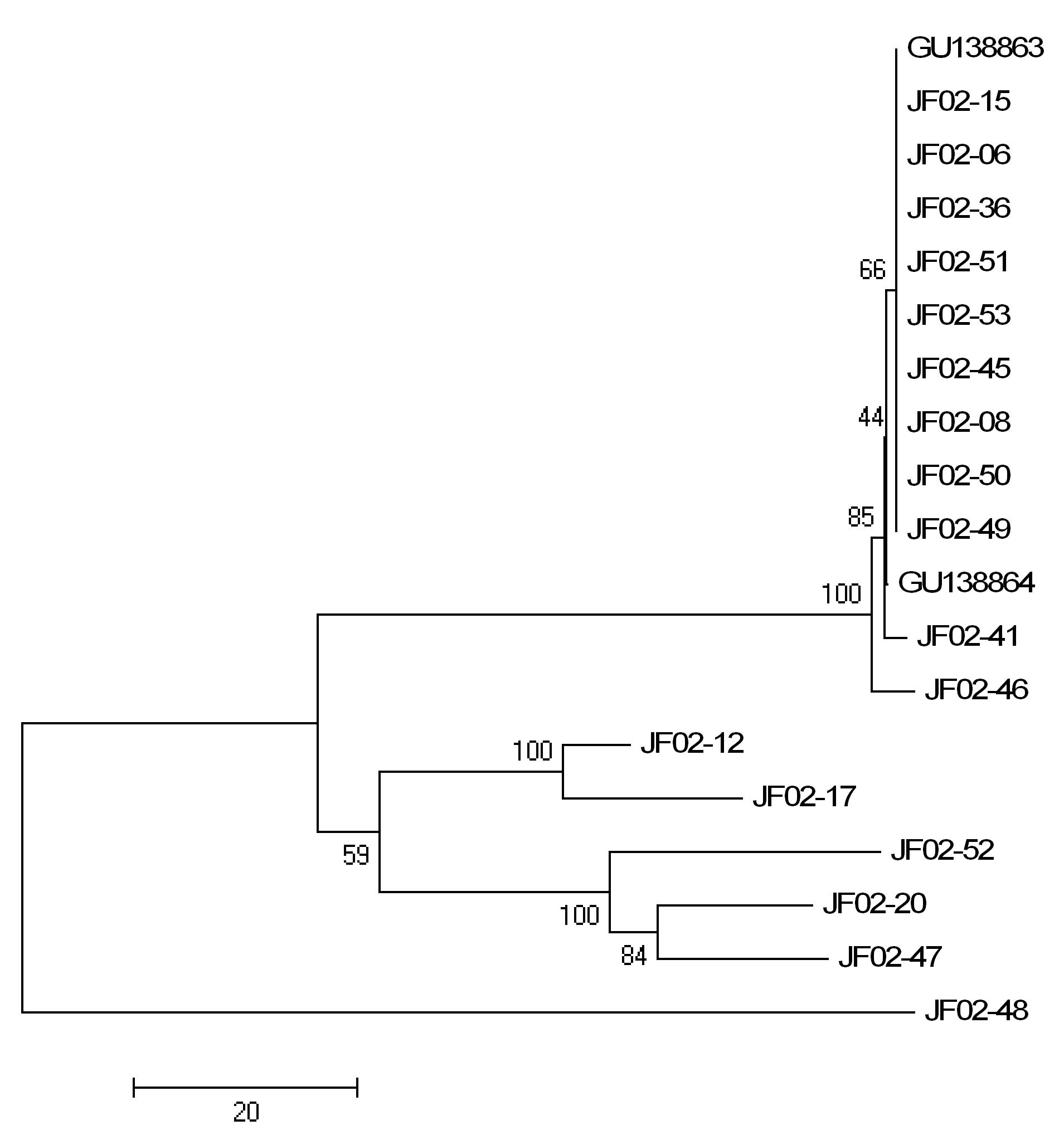 Dendrogram based on a comparison of ITS region sequences fromLentinula edodes spp.