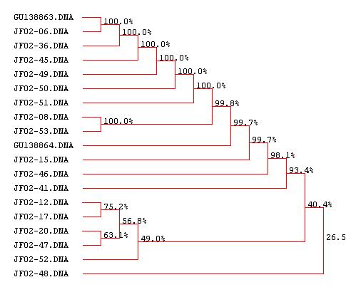 Phylogenic tree of ITS region gene sequence constructed by DNAsis ver.2.0 and GeneBank database
