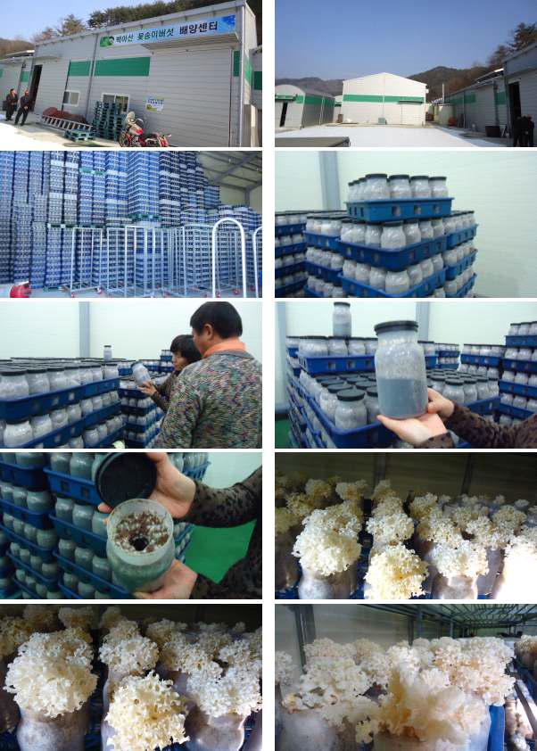 The factory culture spawn and fruit-body of agricultural associationcorporation of Baeg-A mountain cauliflower mushroom