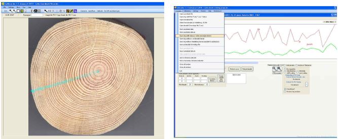 그림 7. CDendro7을 이용한 연륜 Cross-dating 및 너비 분석의 예
