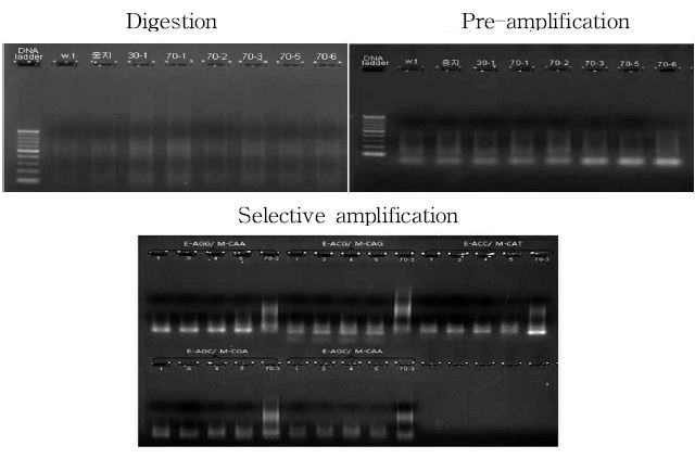 그림 11 선발된 세엽 개체들의 AFLP 분석