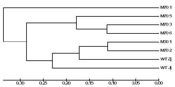 그림 12 선발된 세엽개체들의 유전다양성 비교
