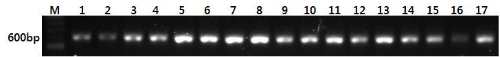 그림 17 ITS primer를 이용한 한국형 잔디 유전자원의 PCR 결과