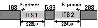 그림 19 염기서열 분석을 통한 ITS 구조