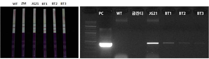 그림 30 금잔디와 제초제저항성 들잔디 교배에 의해 선발된 잔디의 PAT protein 및 PCR 분석