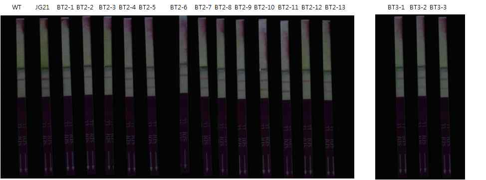 그림 31 금잔디와 제초제저항성 들잔디 교배 후세대(F2)의 PAT protein 분석