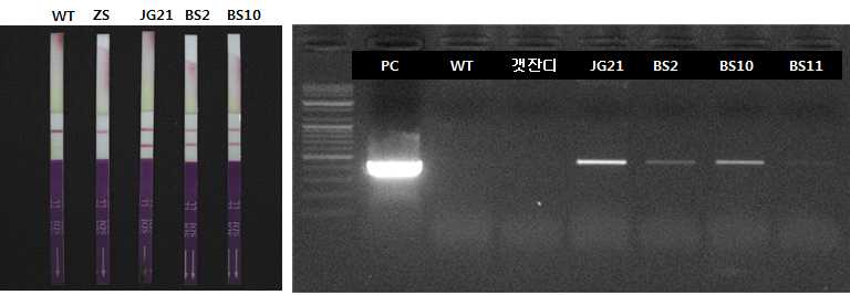 그림 33 갯잔디와 제초제저항성 들잔디 교배에 의해 선발된 잔디의 PAT protein 및 PCR 분석