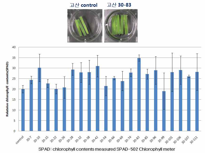 그림 38 감마선 조사에 의해 선발된 들잔디의 클로로필 함량비교