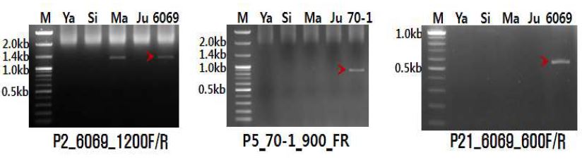 그림 40 RAPD 특이밴드로부터 제작된 SCAR primer를 이용한 PCR 분석