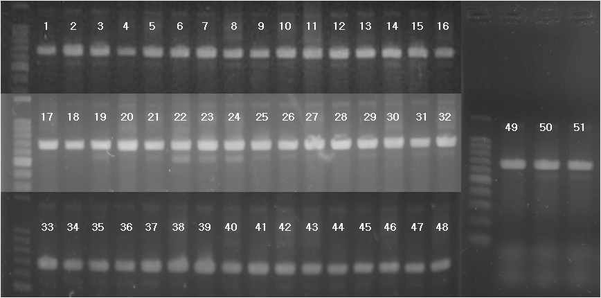 그림 12 선발된 51개체의 PCR