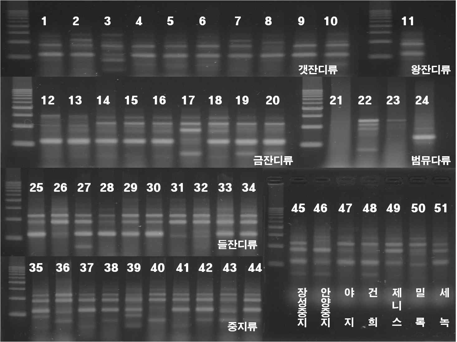 그림 8 선발 51개체의 RAPD