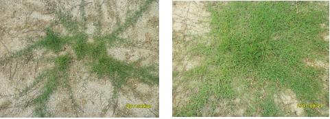 그림 18 Growth rate of zoysia grasses propagated by sprigging