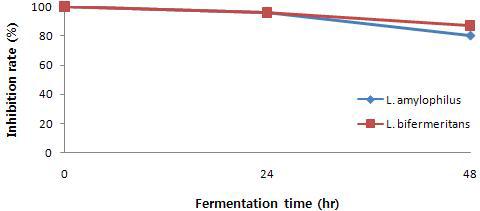 Changes of ABTS radical cation decolorization during fermontation by Lactobacillus amylophilus and bifermeritans in Chestunt inner shell at 37℃