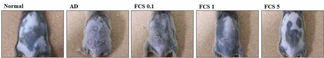 Photographs revealed that topical FCS treatment significantly improved the clinical signs such as erythema, dry skin, erosion, edema and excoriation in 1% and 5% FCS treated group.