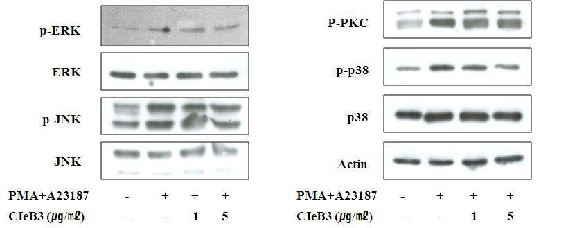 Effect of CIeB3 on phosphorylation PKC and MAP kinases in PMA/A23187-stimulated HMC-1 cells.