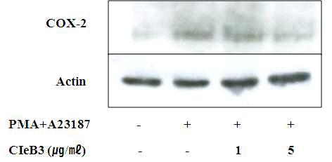 Effect of CIeB3 on COX-2 protein expression in PMA/A23187-stimulated HMC-1 cell.
