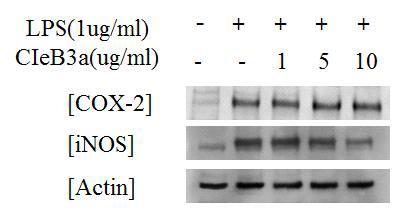 COX-2, iNOS protein expression rate of CIeB3a.
