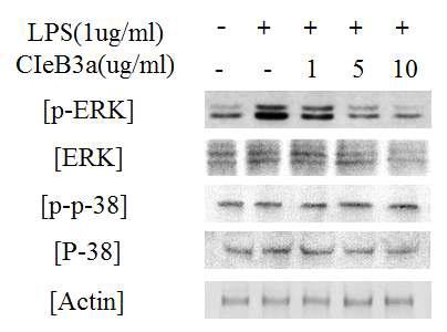 p-ERK, ERK, p-p-38 , p-38 protein expression rate of CIeB3a.