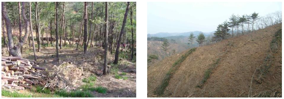 산물수집작업 후 임지에 방치되는 산림부산물