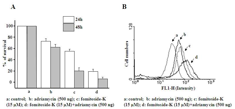 그림 104. Fomitoside K와 항암제 adriamycin의 저용량 병행효과에 의한 apoptosis 유도.