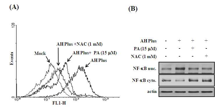 그림 108. Pachymic aicd의 AH+ 스트레스로부터 치조골의 ROS 활성억제와NF-kB의 이동에 미치는 영향.