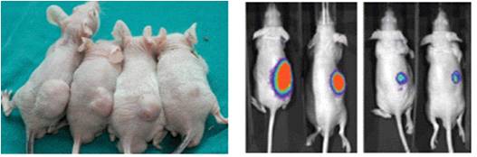그림 118. Nude mouse를 이용한 항암활성 분석.