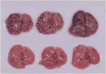 그림 119. 흑색종 세포주를 이용한 폐암의항암활성 분석.
