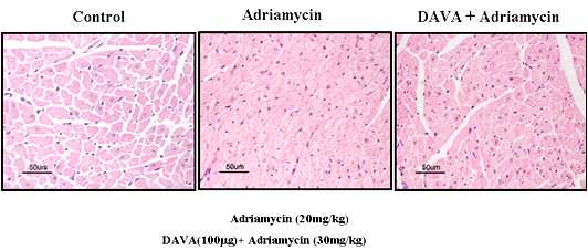 그림 126. Davallialactone의 adriamycin 유도 심장근육의 보호 활성.