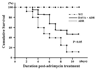 그림 128. Davallialactone의 adriamycin 유도 실험동물의 생존에 미치는 영향.
