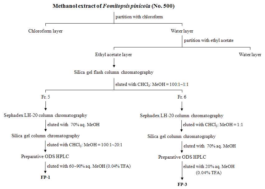 그림 7. 소나무잔나비버섯(Fomitopsis pinicola) 활성성분의 분리 및 정제 과정.