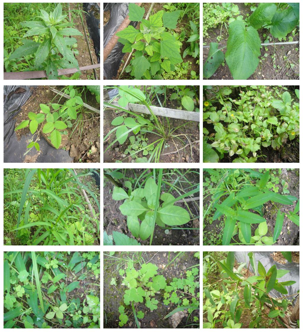 Species of weed observed in experimental plot