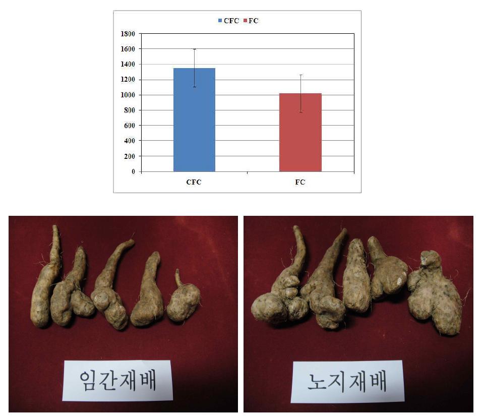 Comparison of yield of Disocorea batatas between open field culture and forest culture