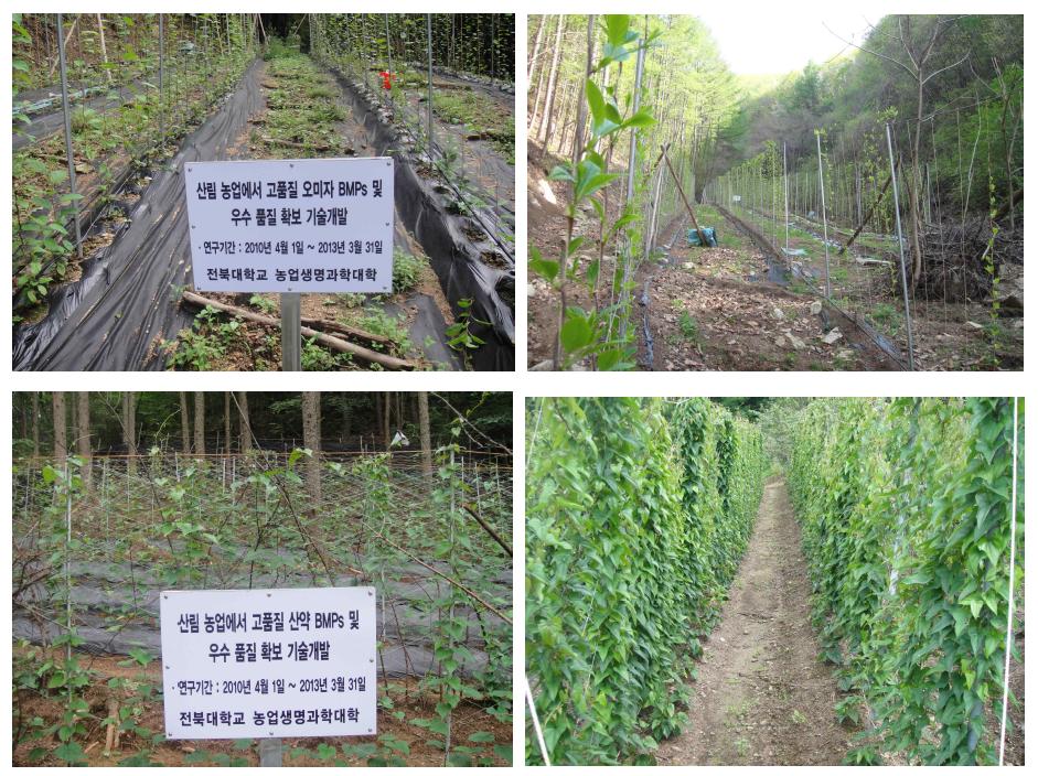 Cultivation status of Schizandra chinensis Baillon. and Disocorea batatas