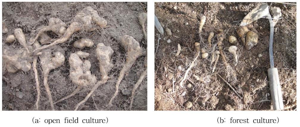 Photos of harvest of Disocorea batatas in open field culture(a) and forest culture(b)