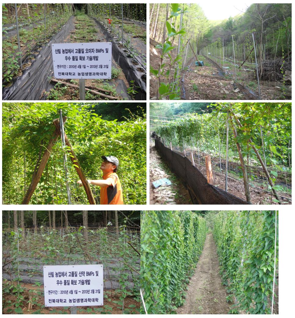 Cultivation status of Schizandra chinensis Baillon. and Disocorea batatas