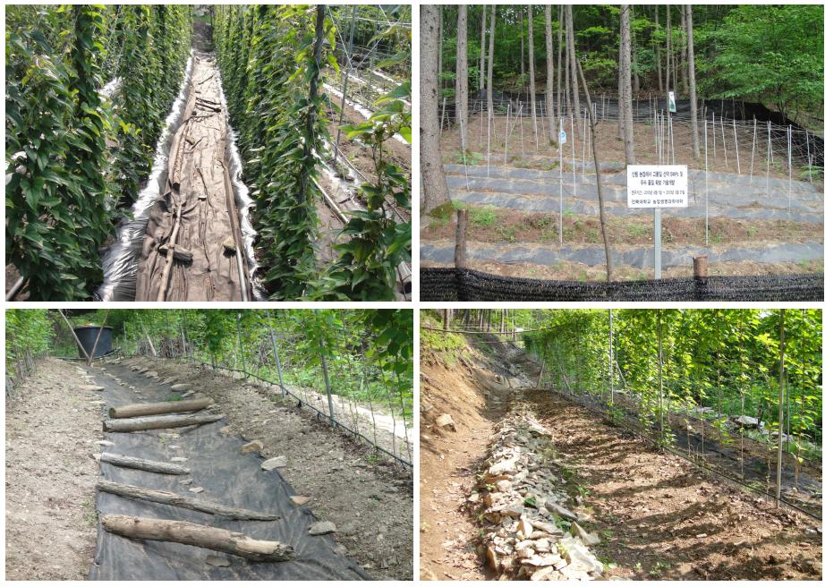 Facility of soil erosion conservation in Schizandra chinensis Baillon. and Disocorea batatas cultivation area